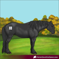 Horse Color:Black 
