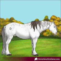 Horse Color:Grullo Sabino Splash and Classic Champagne Dun Sabino Splash
