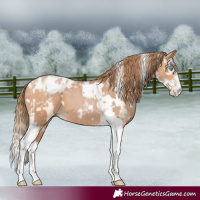 Horse Color:Buckskin Pearl Tobiano  and Bay Pearl Splash Tobiano 
