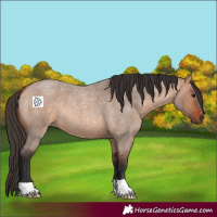 Horse Color:Bay Roan Dun 
