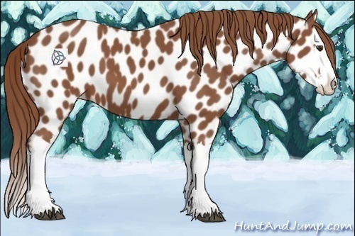 Horse Color:Chestnut Splash Leopard 