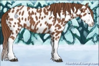 Horse Color:Chestnut Splash Leopard 