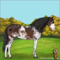 Horse Color:Brown Sabino 