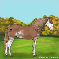 Horse Color:Chestnut Sabino 