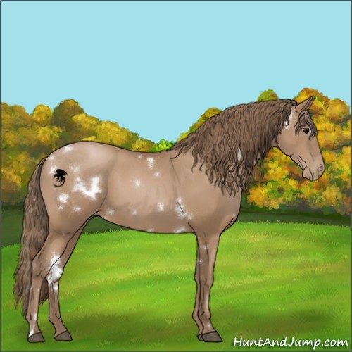 Horse Color:White Spotted Black Pearl Sabino 