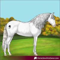 Horse Color:Gold Champagne Appaloosa 