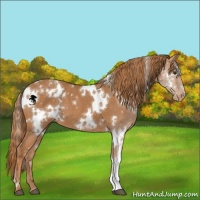 Horse Color:White Spotted Chestnut Appaloosa 