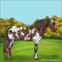 Horse Color:White Spotted Liver Chestnut 