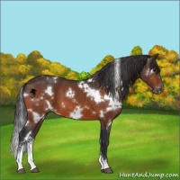 Horse Color:White Spotted Bay Sabino Appaloosa 