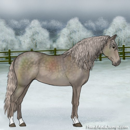 Horse Color:Silver Blue Roan 