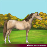 Horse Color:Buckskin Pearl 
