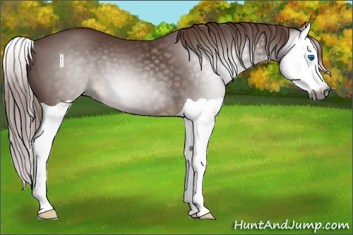 Horse Color:Gray Chestnut Splash 
