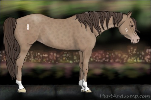 Horse Color:Classic Champagne