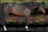 Horse Color:Brown Roan Rabicano 