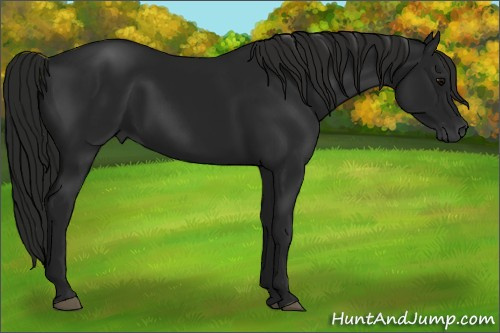 Horse Color:Gray Black 