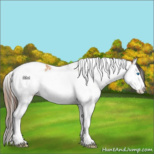 Horse Color:Bay Dun Splash Tobiano Appaloosa  and Bay Dun Splash Tobiano 