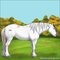 Horse Color:Bay Dun Splash Tobiano Appaloosa and Bay Dun Splash Tobiano