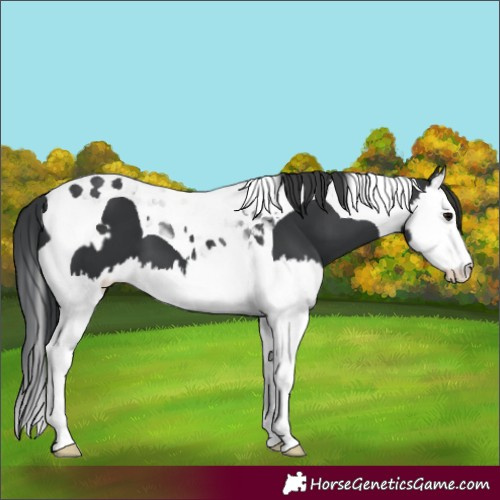 Horse Color:Black Splash Tobiano and Black Splash Tobiano