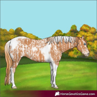 Horse Color:Chestnut Splash Tobiano and Chestnut Splash Tobiano Frame