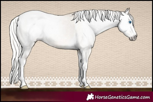 Horse Color:Gray White Spotted Silver Perlino Dun Splash Tobiano Varnish Rabicano 