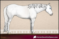 Horse Color:Gray White Spotted Silver Perlino Dun Splash Tobiano Varnish Rabicano 