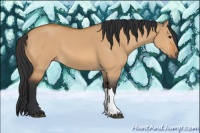 Horse Color:Bay Dun 