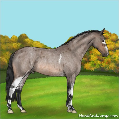 Horse Color:White Spotted Bay Roan Rabicano 