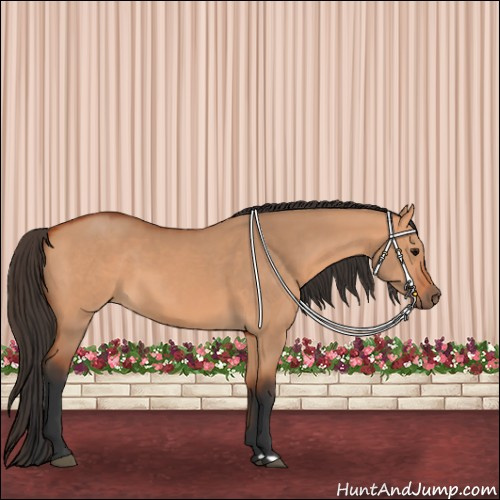 Horse Color:Bay Dun 