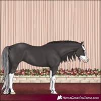 Horse Color:Smoky Black Splash 