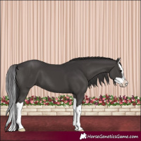 Horse Color:Smoky Black Splash 