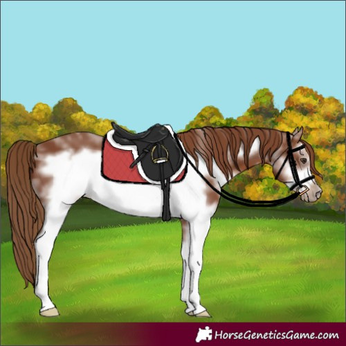 Horse Color:Chestnut Sabino Frame 