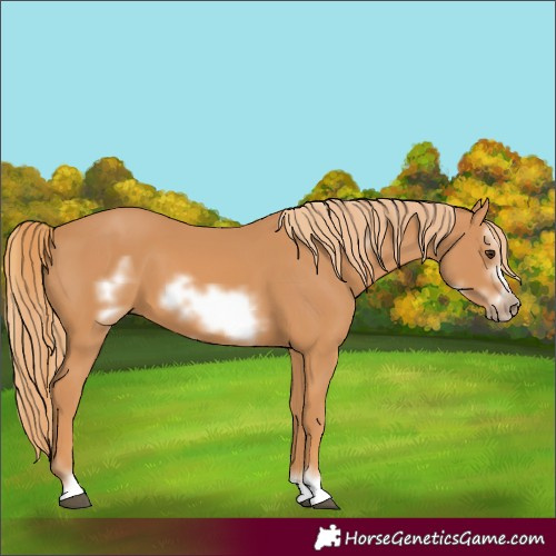 Horse Color:Chestnut Frame 