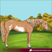 Horse Color:Chestnut Frame 