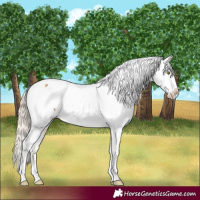 Horse Color:Palomino Snowcap 