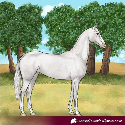 Horse Color:Silver Black Appaloosa 