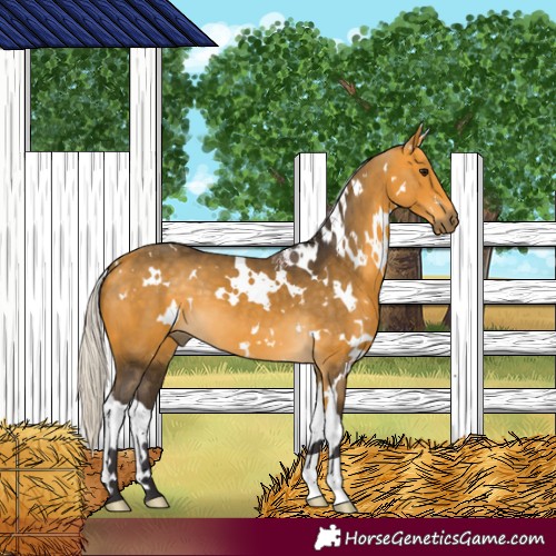 Horse Color:White Spotted Silver Buckskin