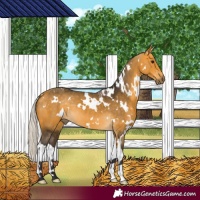 Horse Color:White Spotted Silver Buckskin 