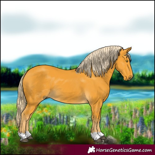 Horse Color:Palomino