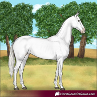 Horse Color:Silver Buckskin Roan Blanket 