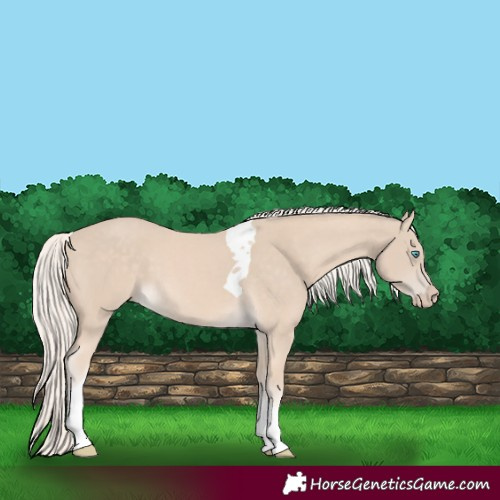 Horse Color:Cremello Tobiano 