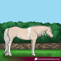 Horse Color:Cremello Tobiano 