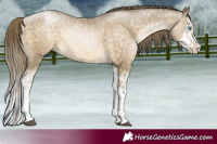 Horse Color:Buckskin Pearl Splash and Buckskin Pearl Splash