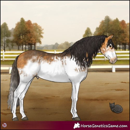 Horse Color:Buckskin Splash Frame  and Buckskin Splash Frame 
