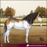Horse Color:Buckskin Splash Frame  and Buckskin Splash Frame 