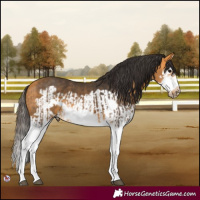 Horse Color:Buckskin Splash Frame  and Buckskin Splash Frame 