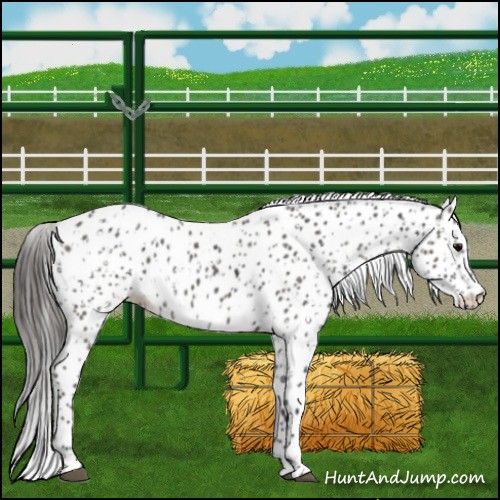 Horse Color:Black Appaloosa  and Grullo Appaloosa 