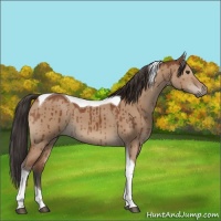 Horse Color:Brown Dun Tobiano Brindle 