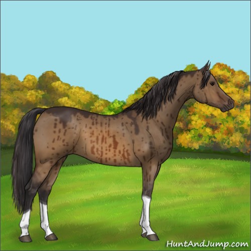 Horse Color:Buckskin Dun Tobiano Brindle 