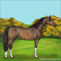 Horse Color:Buckskin Dun Tobiano Brindle