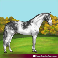 Horse Color:White Spotted Black Splash and White Spotted Black Splash Frame